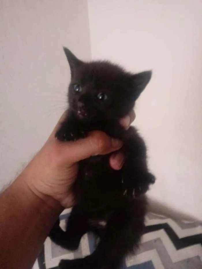 Gato raça SRD idade 2 a 6 meses nome Tico