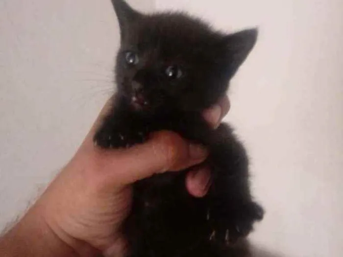 Gato raça SRD idade 2 a 6 meses nome Tico