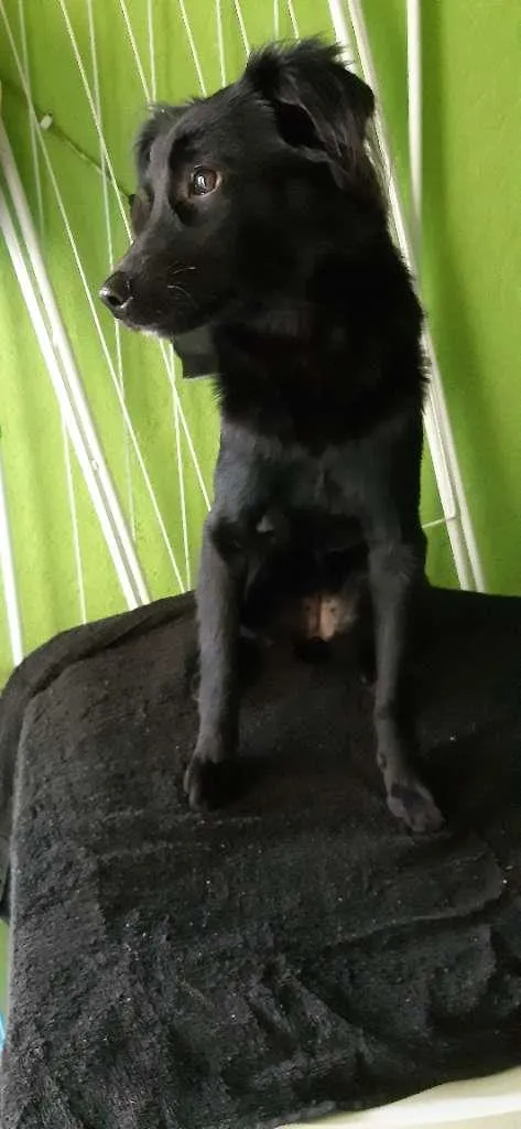Cachorro ra a SRD-ViraLata idade 7 a 11 meses nome Lucy