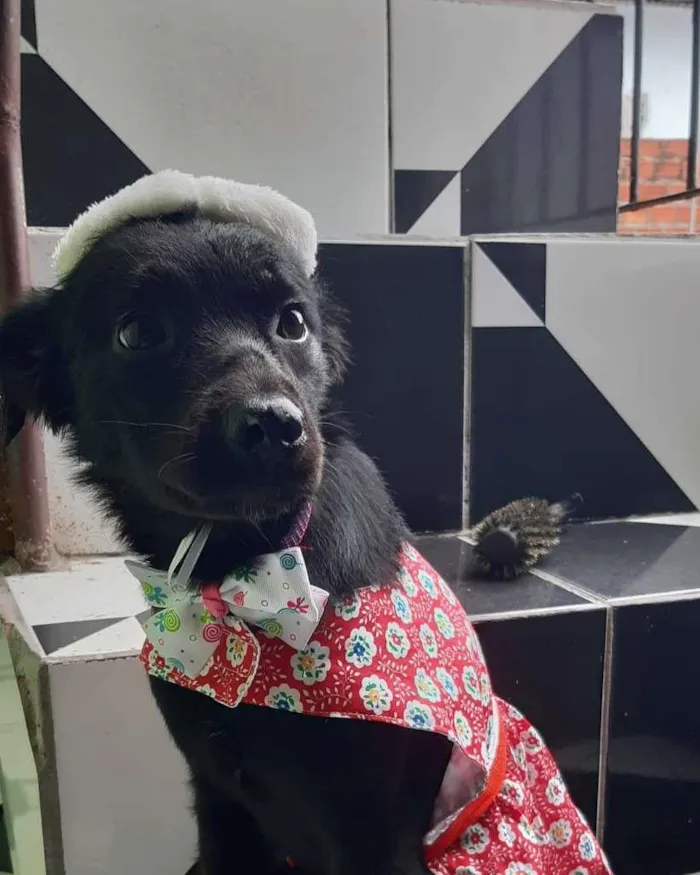 Cachorro ra a SRD-ViraLata idade 7 a 11 meses nome Lucy