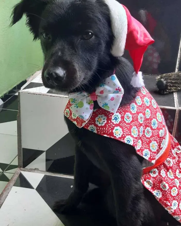 Cachorro ra a SRD-ViraLata idade 7 a 11 meses nome Lucy