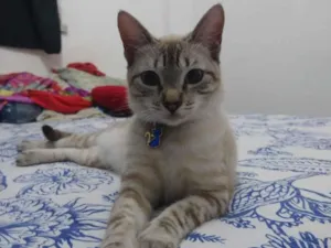 Gato raça SRD-ViraLata idade 1 ano nome Aya e Ayumi