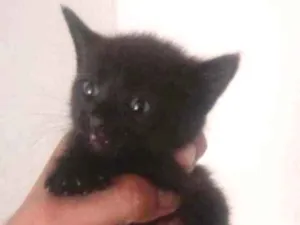 Gato raça SRD idade 2 a 6 meses nome Tico