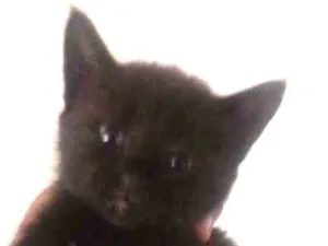Gato raça SRD idade 2 a 6 meses nome Tico