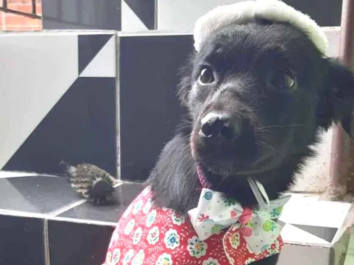 Cachorro ra a SRD-ViraLata idade 7 a 11 meses nome Lucy