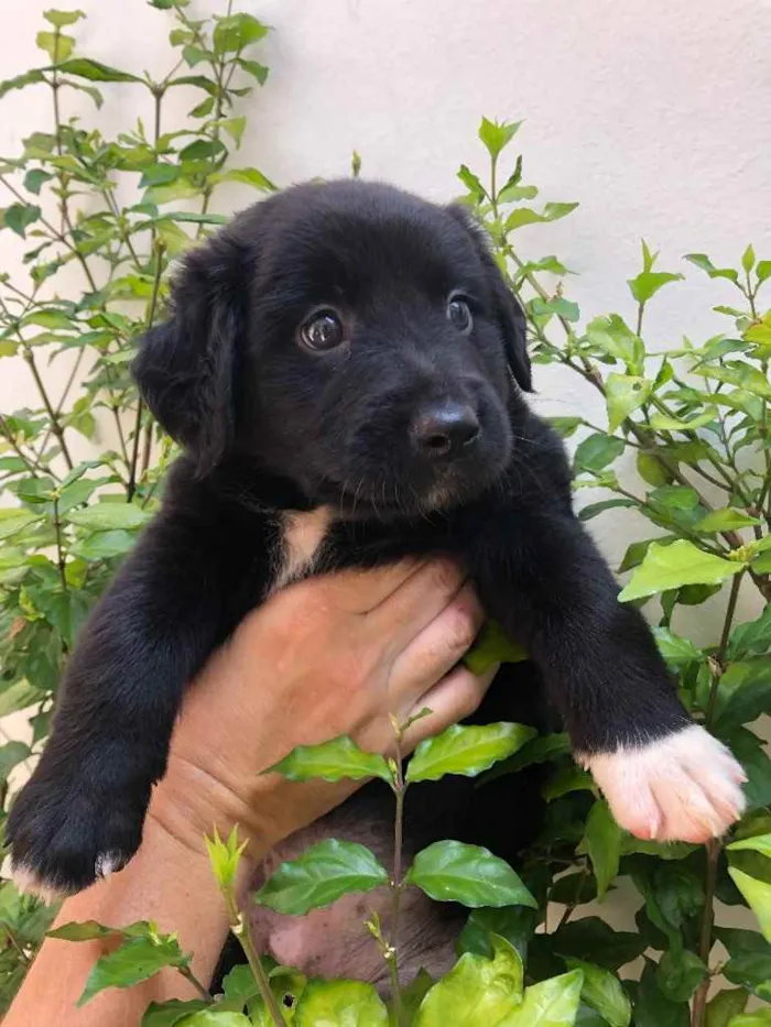 Cachorro raça Sem Raça Definida idade Abaixo de 2 meses nome Sem nome