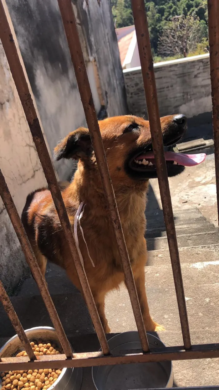 Cachorro raça SRD-ViraLata idade 1 ano nome Thanos