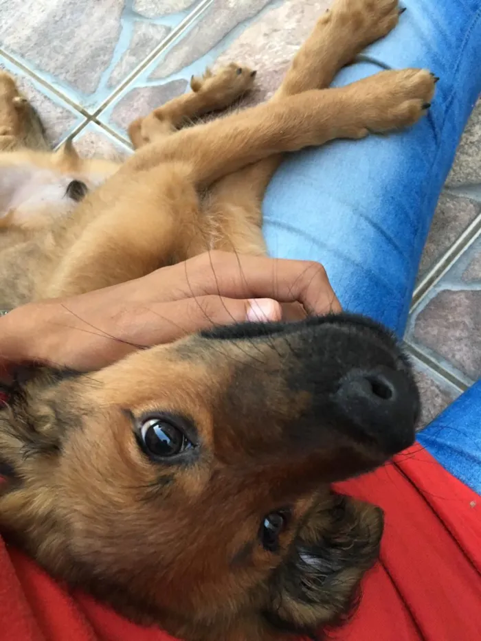 Cachorro raça SRD-ViraLata idade 1 ano nome Thanos