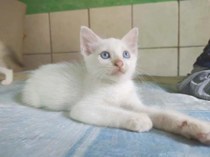 Gato raça  idade  nome Jimmy