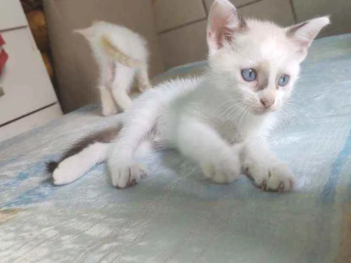 Gato raça  idade Abaixo de 2 meses nome Sofia