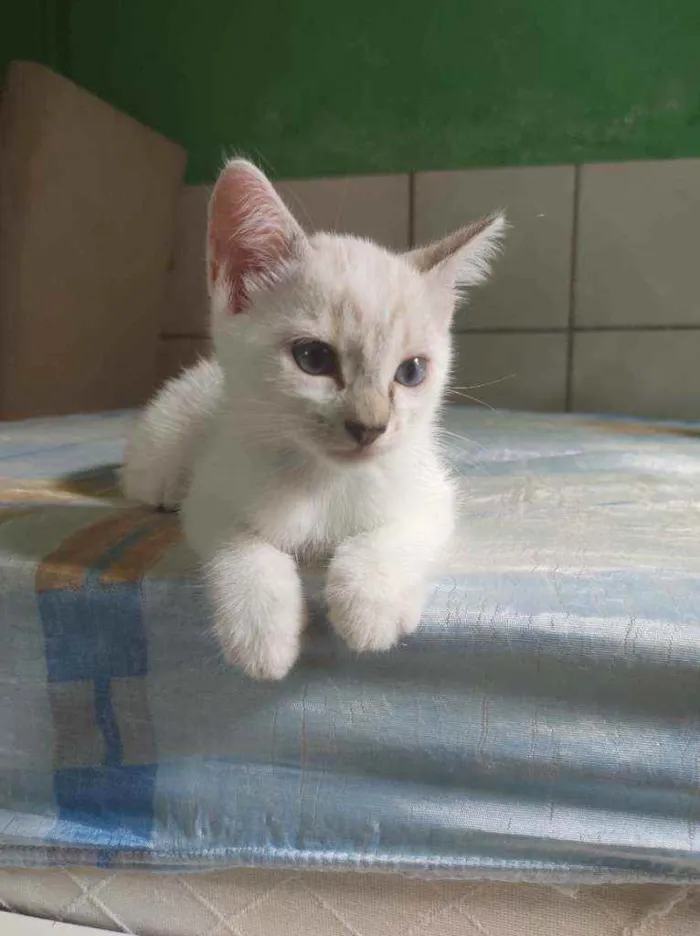 Gato raça  idade Abaixo de 2 meses nome Filó