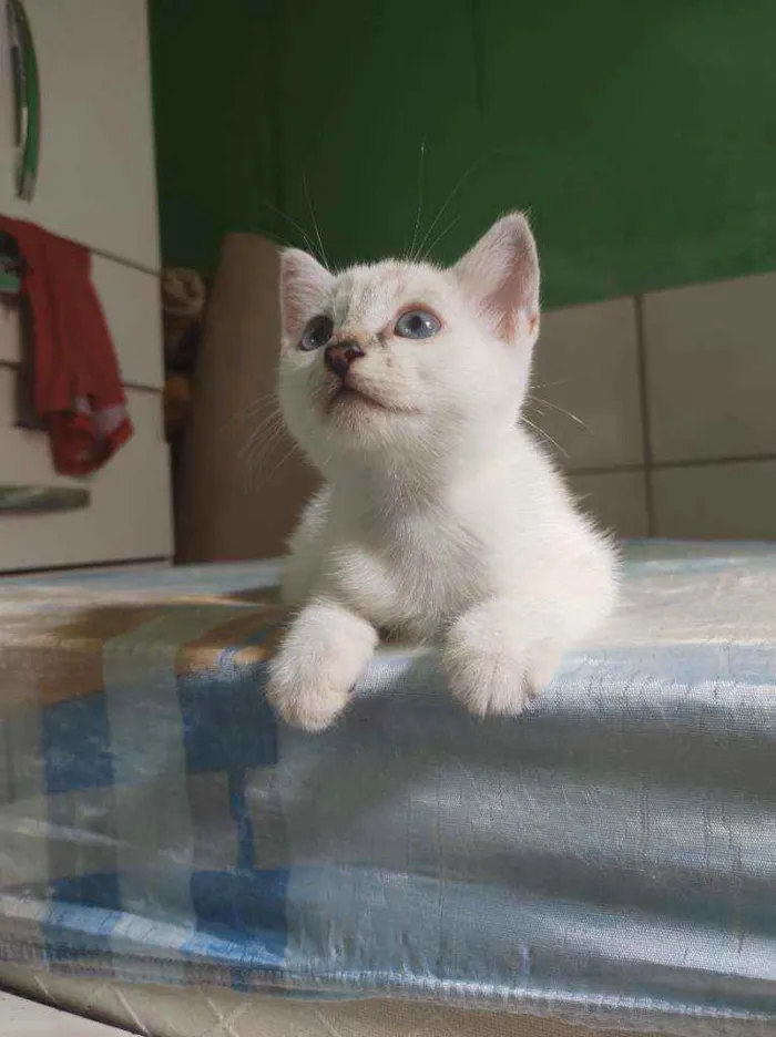 Gato raça  idade Abaixo de 2 meses nome Filó