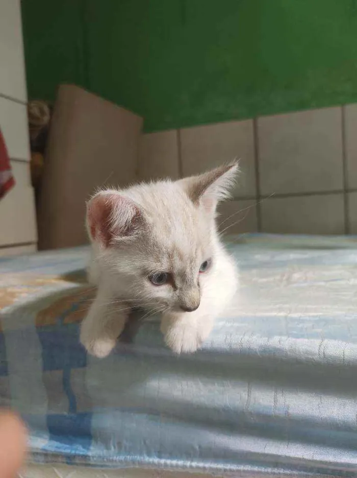 Gato raça  idade Abaixo de 2 meses nome Filó