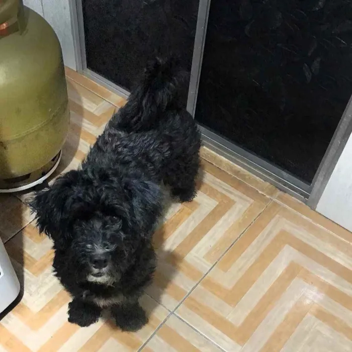Cachorro ra a Vira-lata  idade 4 anos nome Mel