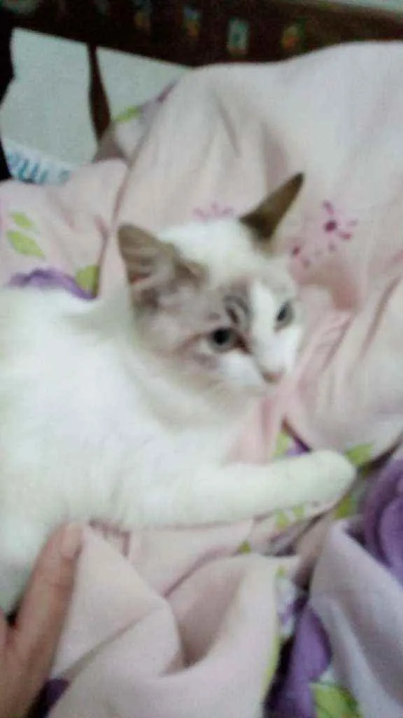 Gato ra a Sdr idade 2 a 6 meses nome Fofura