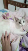 Fofura