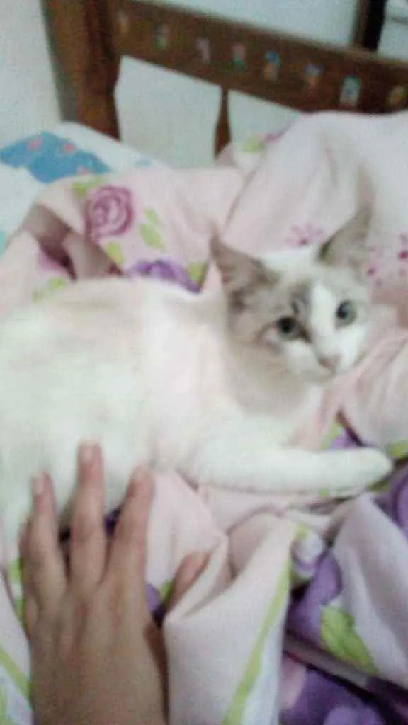 Gato ra a Sdr idade 2 a 6 meses nome Fofura