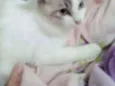 Fofura