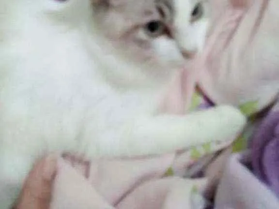 Gato ra a Sdr idade 2 a 6 meses nome Fofura