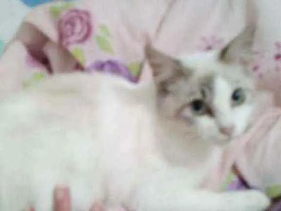 Gato ra a Sdr idade 2 a 6 meses nome Fofura