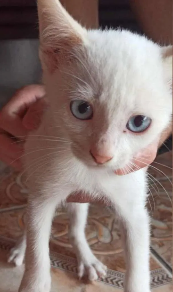 Cachorro ra a SRD-ViraLata idade 2 a 6 meses nome Ghost