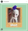 Ghost