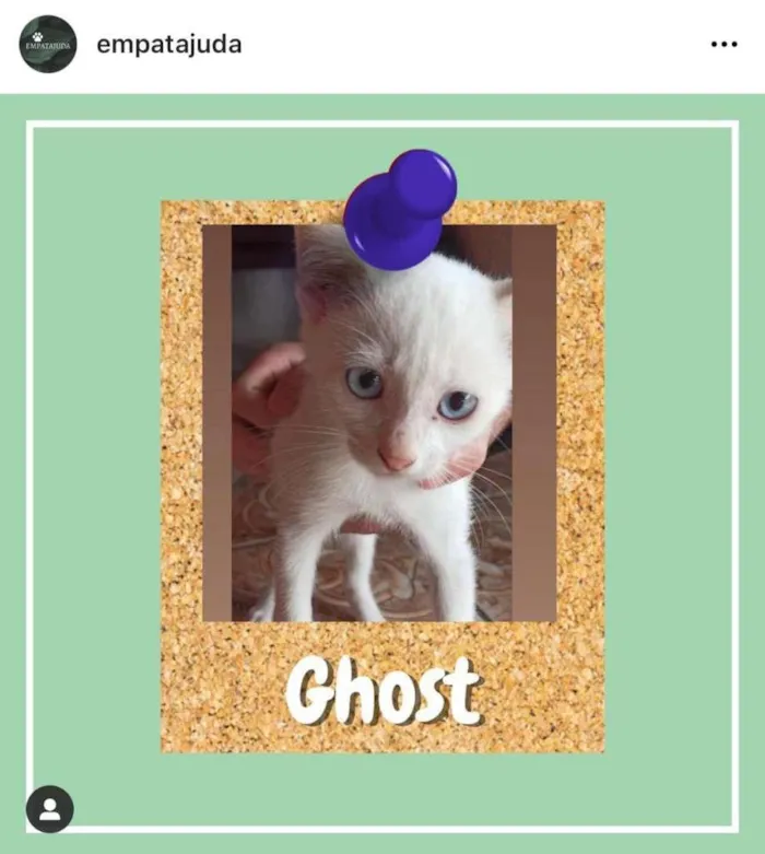 Cachorro ra a SRD-ViraLata idade 2 a 6 meses nome Ghost