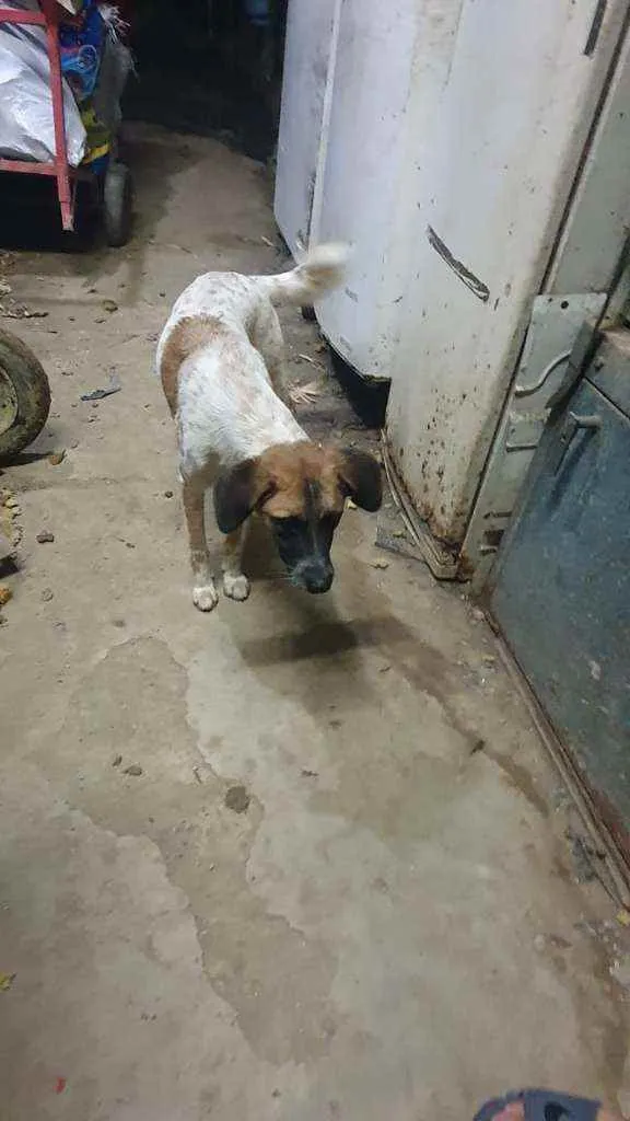 Cachorro raça SRD idade 2 anos nome Jupiter