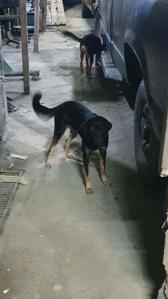 Cachorro raça SRD idade 2 anos nome Neguinha