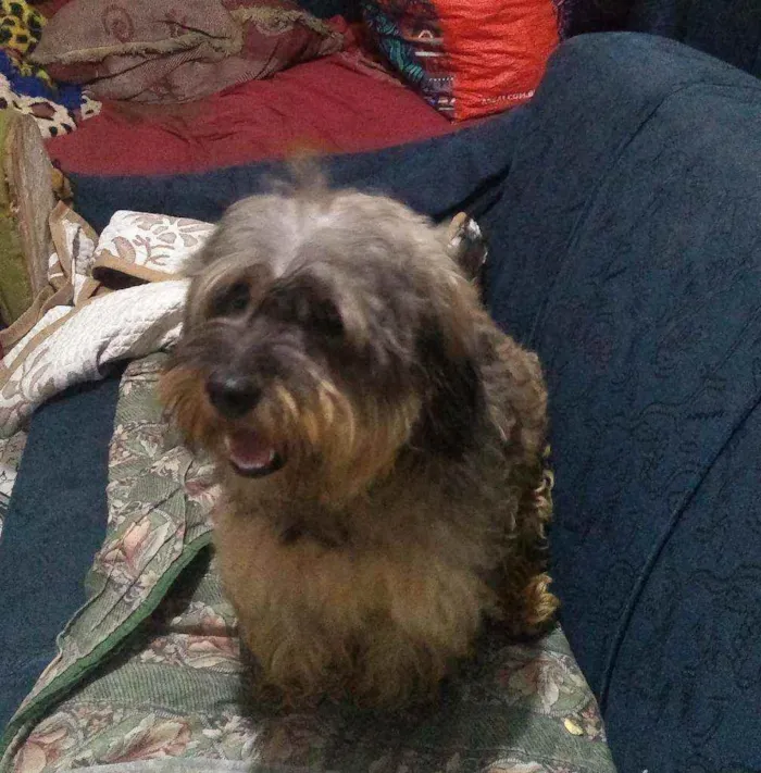 Cachorro raça Vira lata idade 2 anos nome Dobby