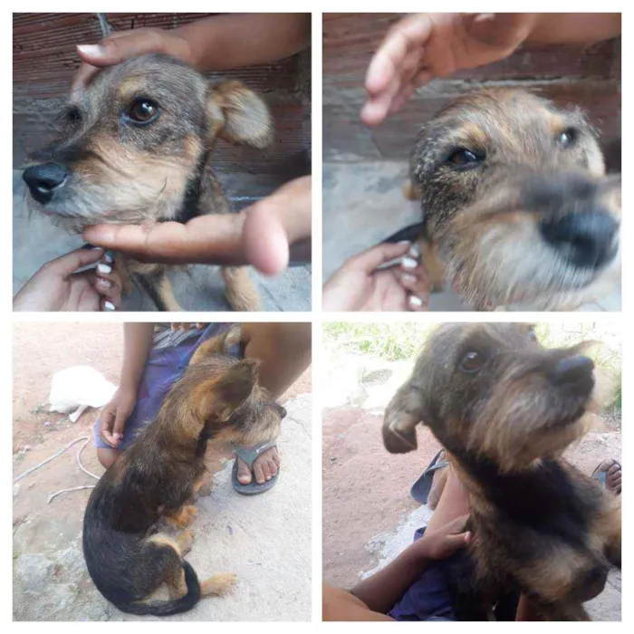 Cachorro raça Comum idade 2 a 6 meses nome Domino