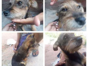 Cachorro raça Comum idade 2 a 6 meses nome Domino