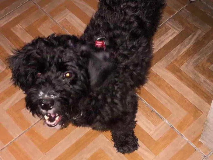 Cachorro ra a Vira-lata  idade 4 anos nome Mel