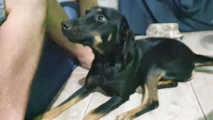 Cachorro raça SRD idade 2 anos nome Pretinha
