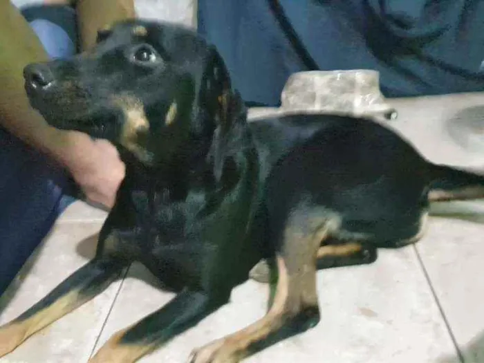 Cachorro raça SRD idade 2 anos nome Pretinha