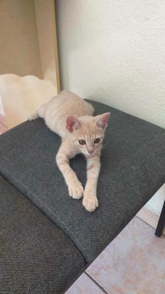 Gato raça SRD idade 2 a 6 meses nome Sol