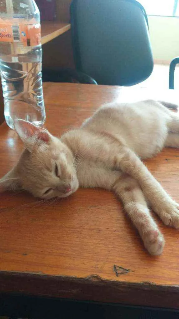 Gato raça SRD idade 2 a 6 meses nome Sol