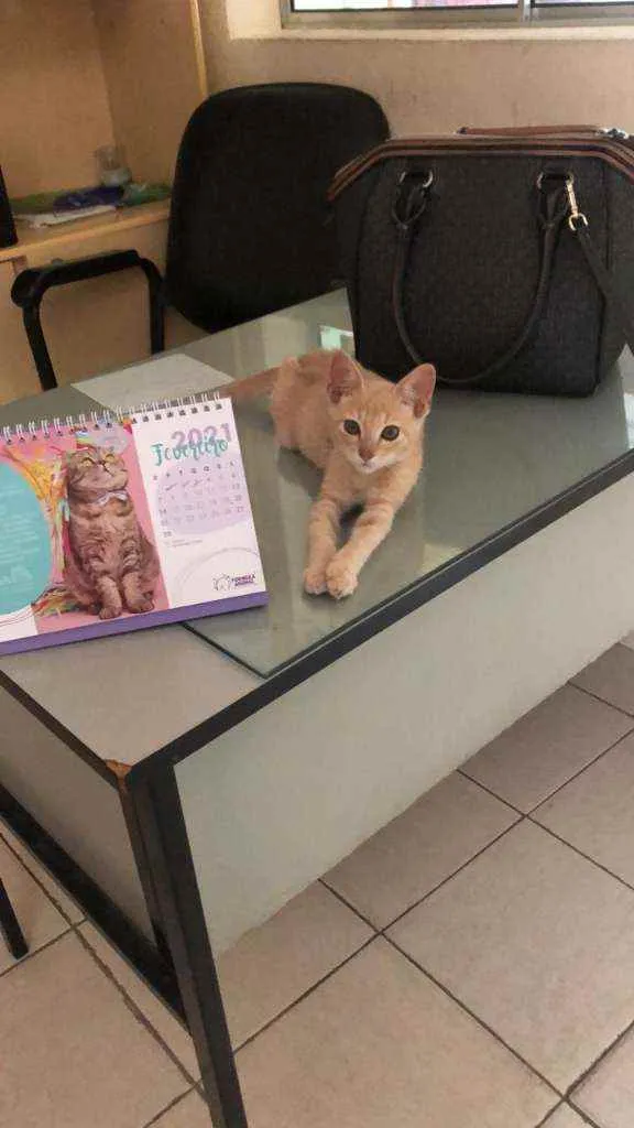 Gato raça SRD idade 2 a 6 meses nome Sol