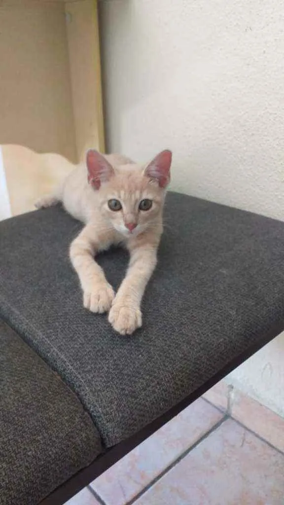 Gato raça SRD idade 2 a 6 meses nome Sol