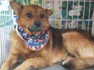 Cachorro raça Srd idade 1 ano nome Bob
