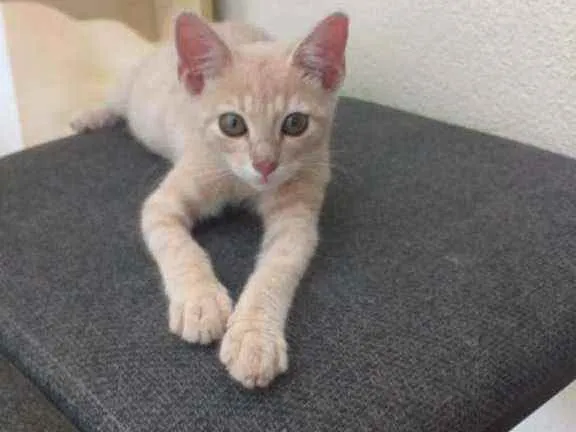 Gato raça SRD idade 2 a 6 meses nome Sol