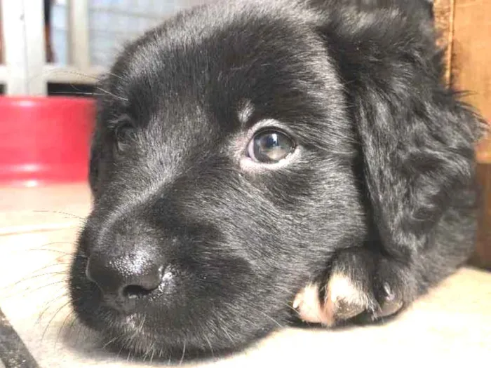 Cachorro raça Sem Raça Definida idade Abaixo de 2 meses nome Sem nome