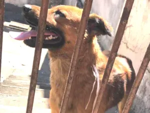 Cachorro raça SRD-ViraLata idade 1 ano nome Thanos