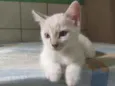 Filó
