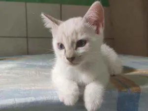 Gato raça  idade Abaixo de 2 meses nome Filó