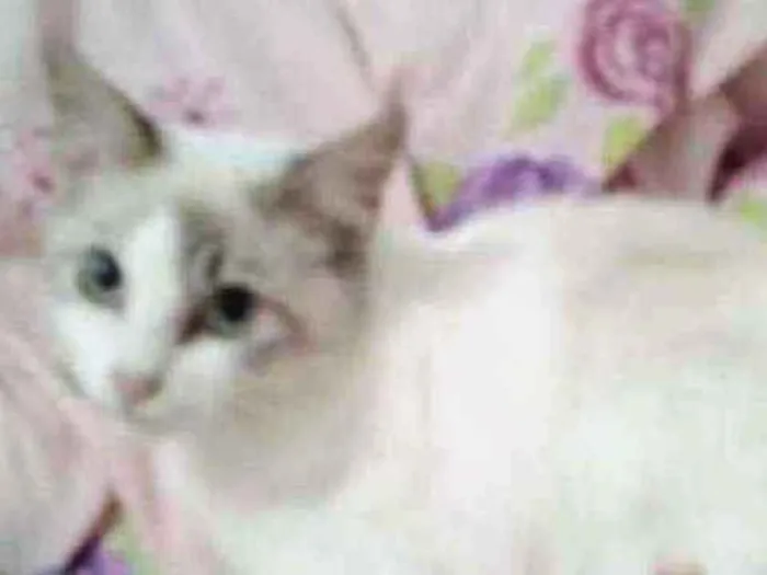 Gato ra a Sdr idade 2 a 6 meses nome Fofura