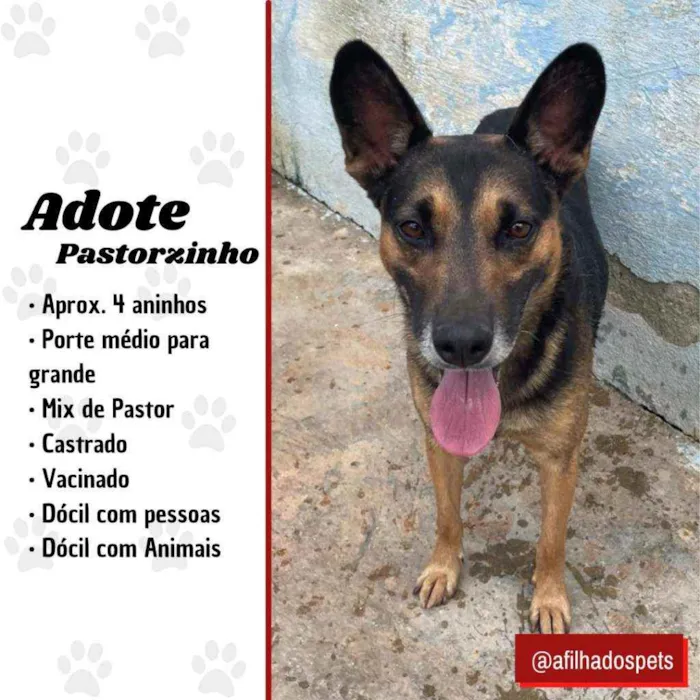 Cachorro raça Pastor idade 4 anos nome Partorzinho
