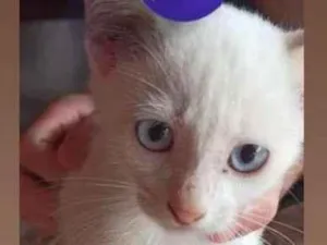 Cachorro raça SRD-ViraLata idade 2 a 6 meses nome Ghost