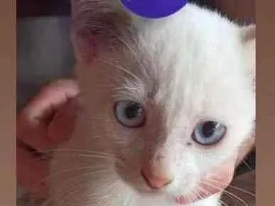 Cachorro ra a SRD-ViraLata idade 2 a 6 meses nome Ghost