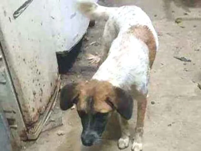 Cachorro raça SRD idade 2 anos nome Jupiter